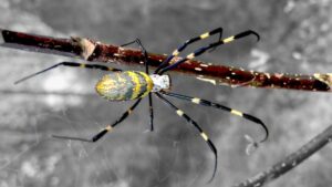 Spiders the size of your hand that can fly for miles?  They are coming, researchers say