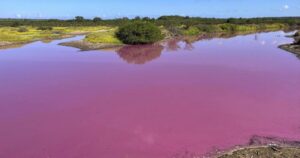 The pond at the Hawaii wildlife refuge mysteriously turns bubble gum pink.  Scientists have identified a likely culprit.